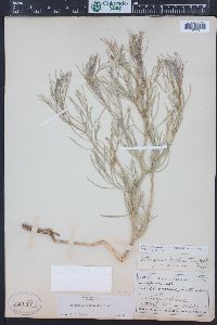 Astragalus pectinatus image