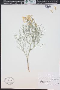 Astragalus pectinatus image