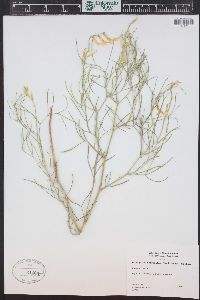 Astragalus pectinatus image