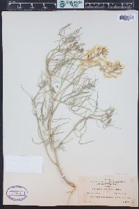 Astragalus pectinatus image