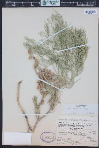 Astragalus pectinatus image