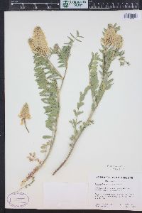 Astragalus racemosus image