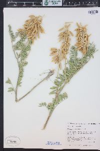 Astragalus racemosus image