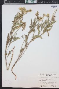 Astragalus scopulorum image