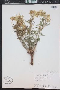 Astragalus scopulorum image