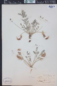 Astragalus shortianus image