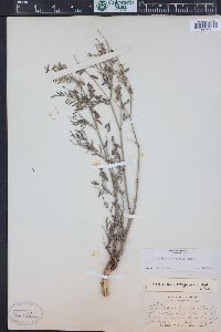 Astragalus multiflorus image