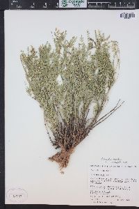 Astragalus multiflorus image