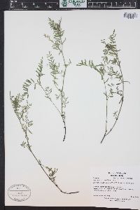 Astragalus multiflorus image