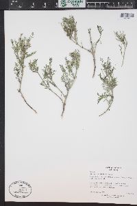 Astragalus multiflorus image