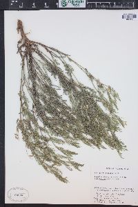 Astragalus multiflorus image