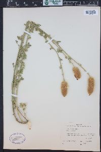 Dalea aurea image