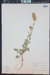 Dalea aurea image