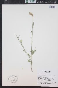 Dalea candida var. oligophylla image