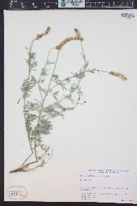 Dalea candida var. oligophylla image