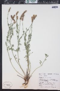 Dalea candida var. oligophylla image