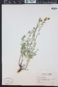 Dalea candida var. oligophylla image