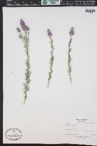 Dalea purpurea image