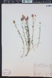 Dalea purpurea image