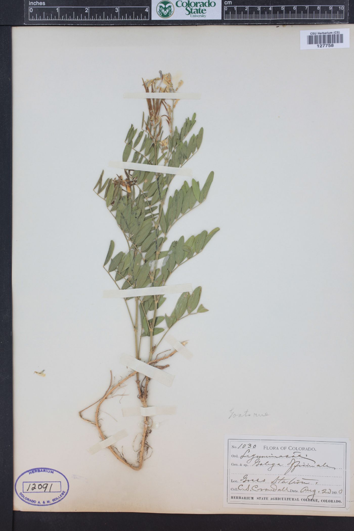 Galega officinalis image