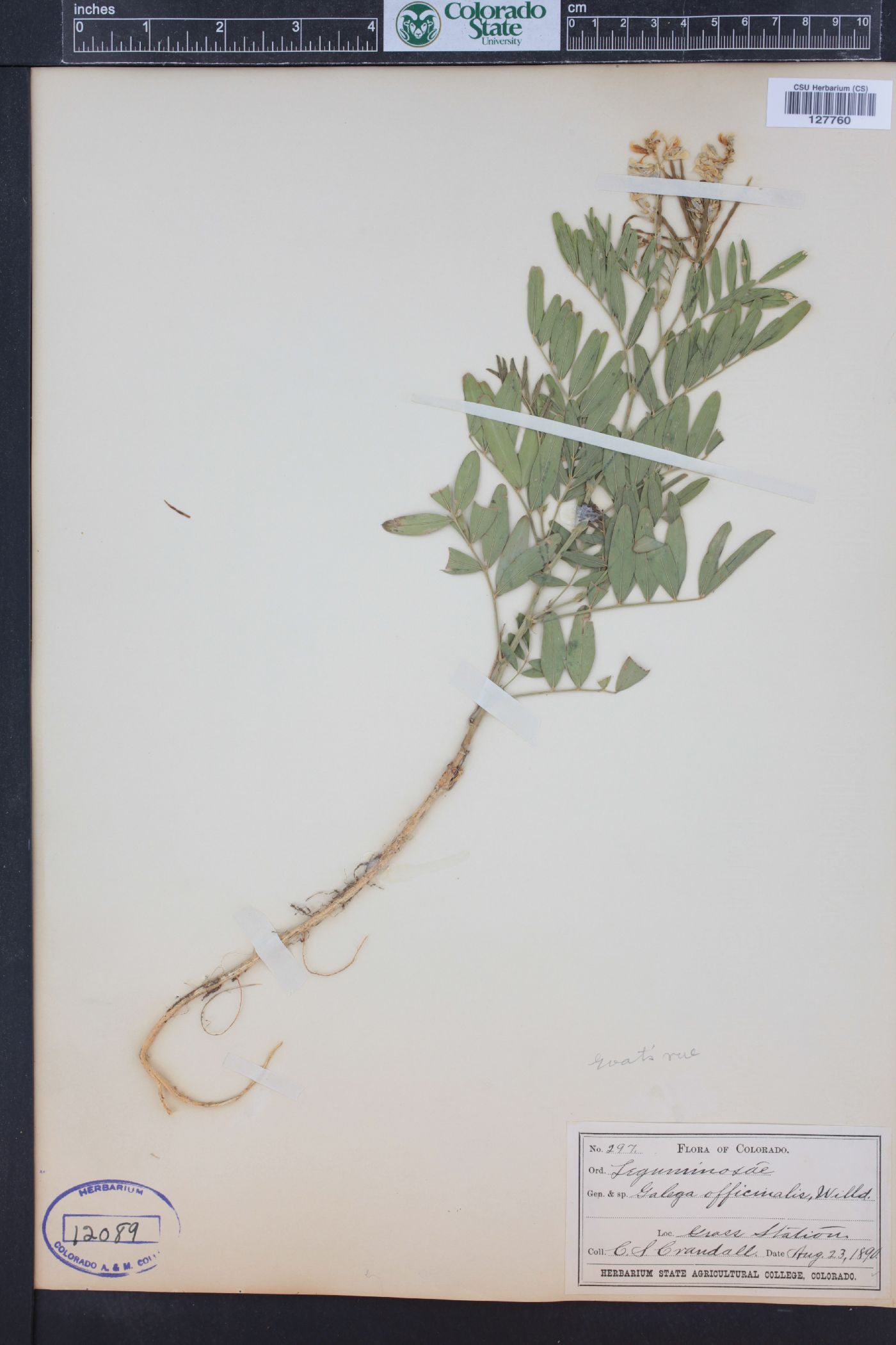 Galega image