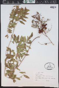 Glycyrrhiza lepidota image