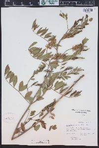 Glycyrrhiza lepidota image