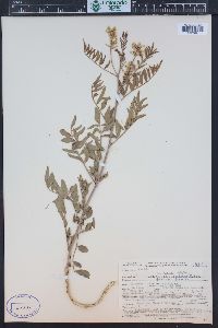 Glycyrrhiza lepidota image