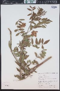 Glycyrrhiza lepidota image