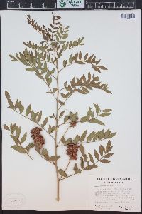 Glycyrrhiza lepidota image