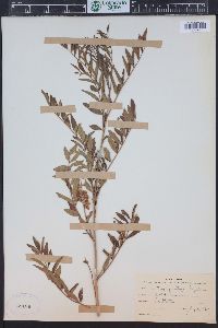 Glycyrrhiza lepidota image