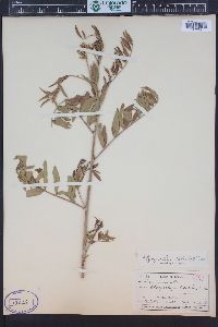 Glycyrrhiza lepidota image