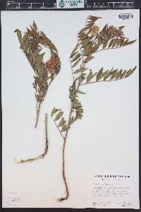 Glycyrrhiza lepidota image