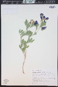 Lathyrus eucosmus image