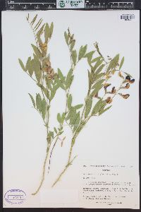 Lathyrus eucosmus image