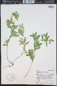 Lathyrus lanszwertii image