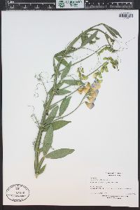 Lathyrus latifolius image