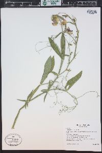 Lathyrus latifolius image