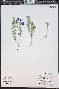 Lathyrus polymorphus var. incanus image