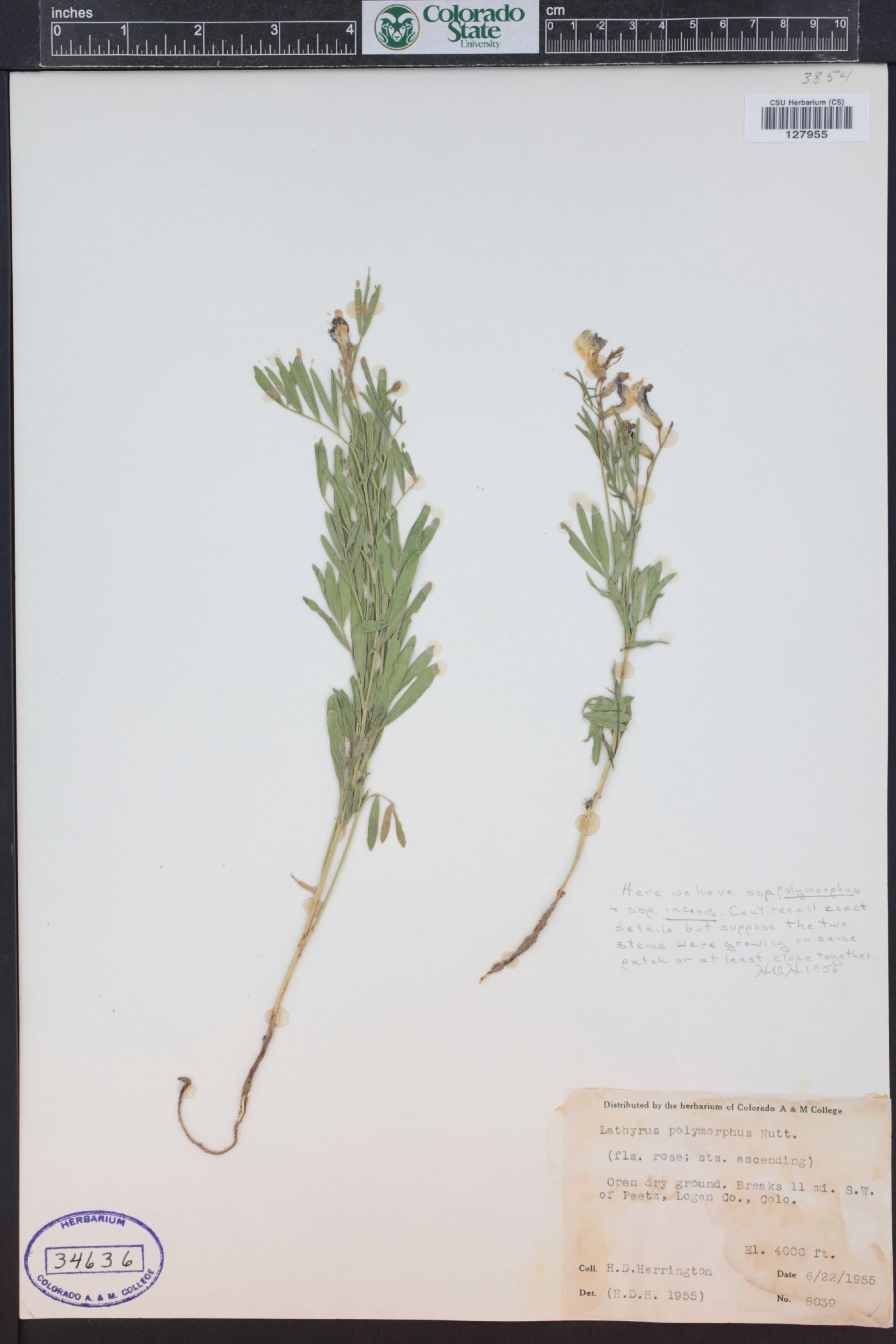 Lathyrus polymorphus image