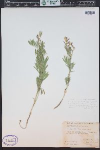 Lathyrus polymorphus var. incanus image