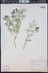 Lathyrus polymorphus var. incanus image