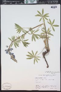 Lupinus ammophilus image