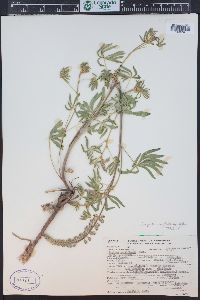 Lupinus parviflorus var. fulvomaculatus image