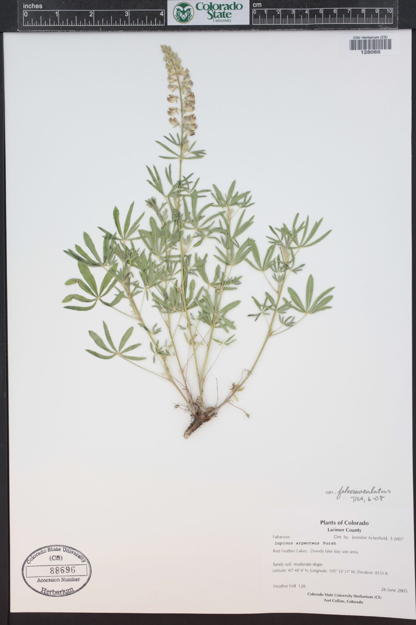 Lupinus parviflorus var. fulvomaculatus image