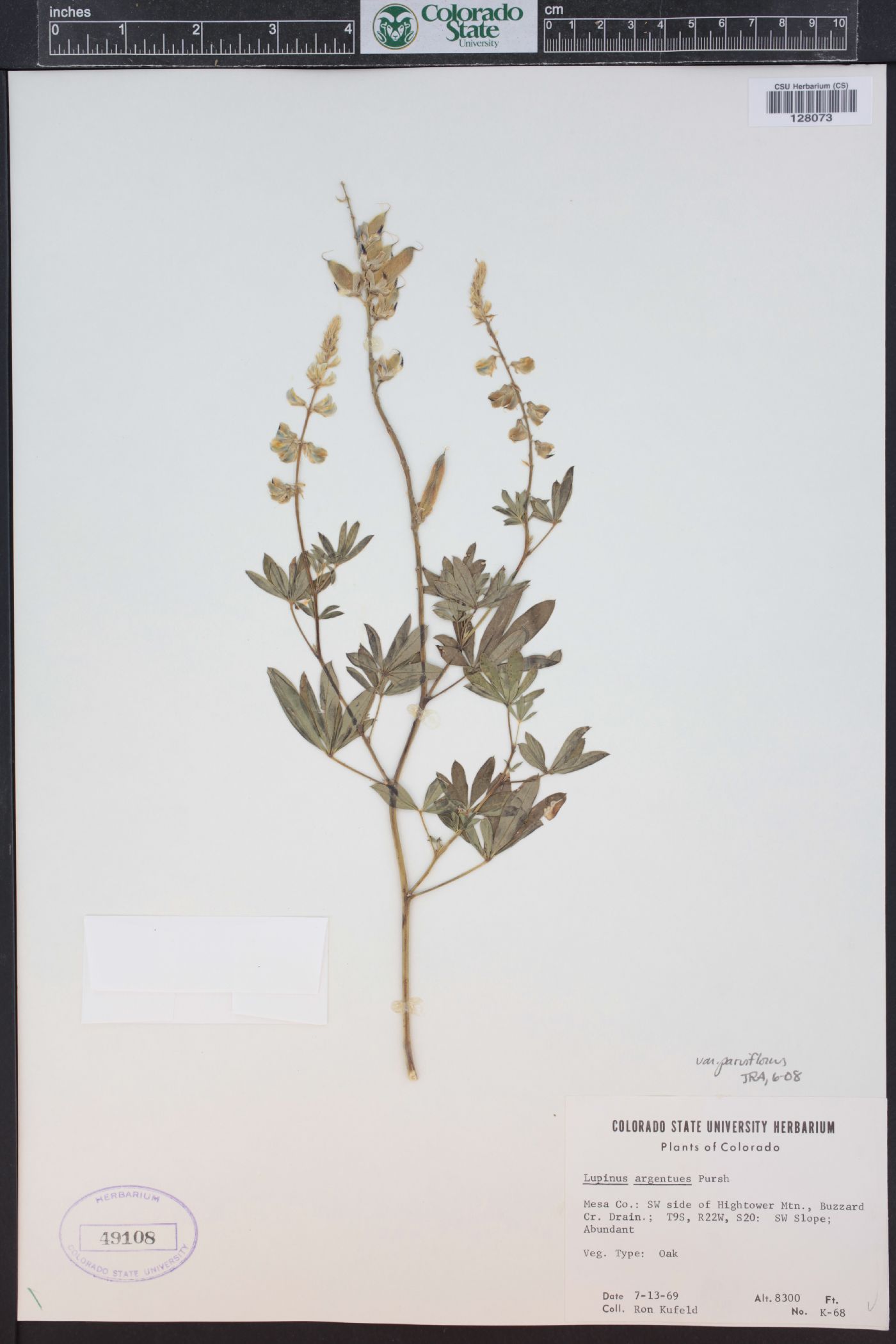 Lupinus parviflorus subsp. parviflorus image