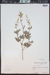 Lupinus parviflorus subsp. parviflorus image