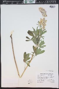 Lupinus argenteus subsp. rubricaulis image