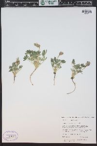 Lupinus brevicaulis image