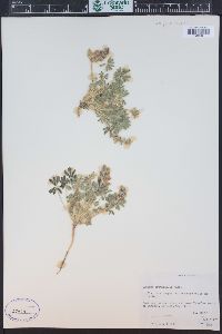 Lupinus brevicaulis image